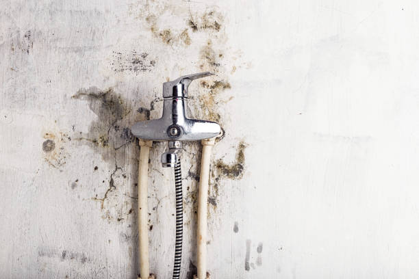Best Mold Cleaning Services  in Crofton, MD