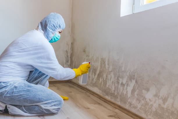 Best Mold Damage Repair  in Crofton, MD