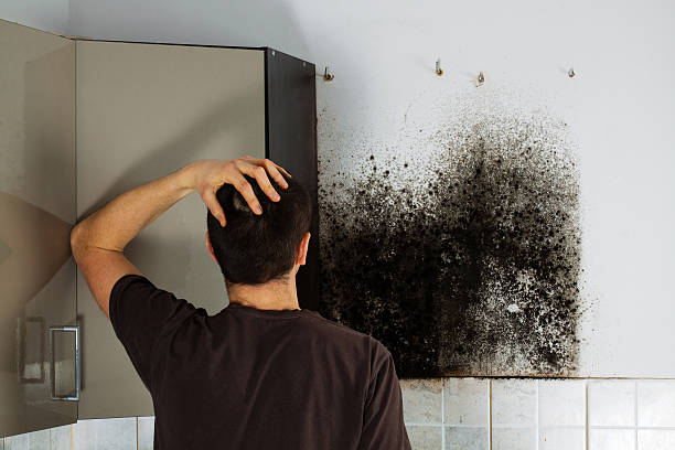Best Black Mold Removal  in Crofton, MD