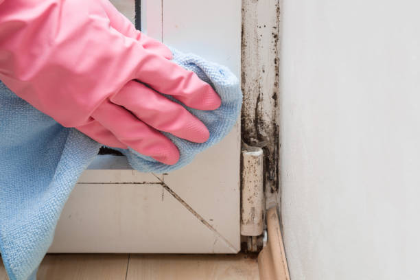Trusted Crofton, MD Mold Removal Experts