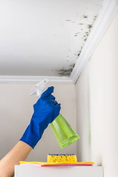 Best Mold Remediation  in Crofton, MD